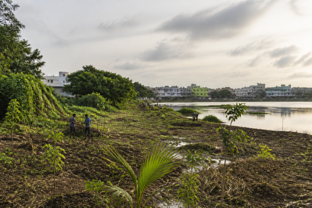 Korattur lake restoration area cleared for a pond and native saplings in Chennai