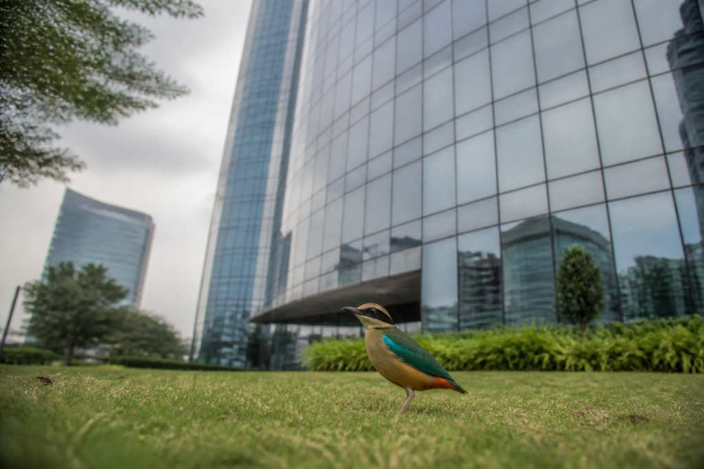 Hyderabad glass facades beside an injured Indian Pitta during winter migration