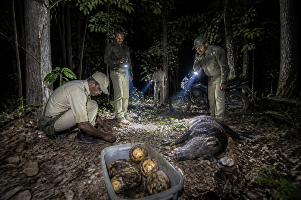 Forest officials inspect a bait bomb seizure in the Angul bait bomb case.