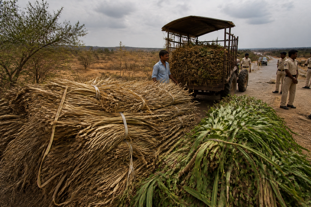 Pune fodder transport ban affecting dry and green fodder supplies during drought conditions