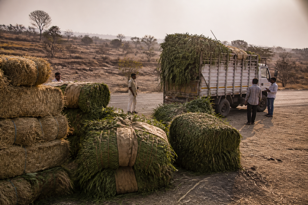 Pune fodder transport ban affecting dry and green fodder supplies during drought conditions