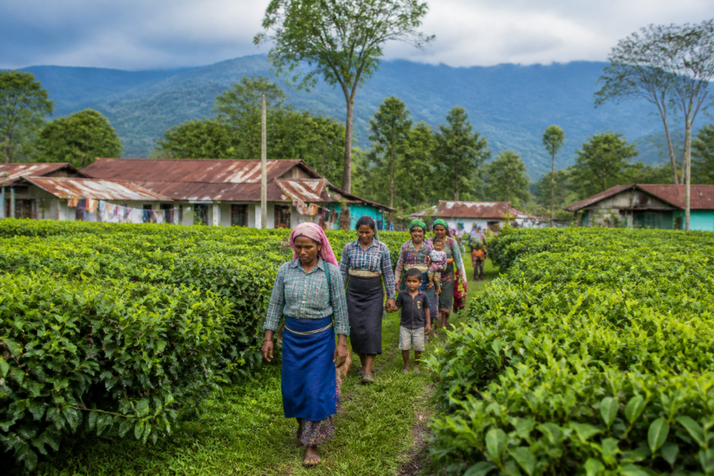 Bengal tea garden workers in a North Bengal plantation landscape