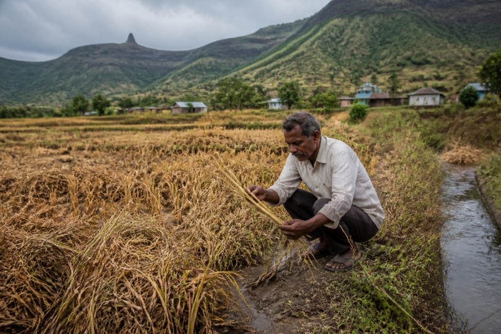 Dry paddy crops in Mulshi after the taluka was excluded from Maharashtra’s drought list
