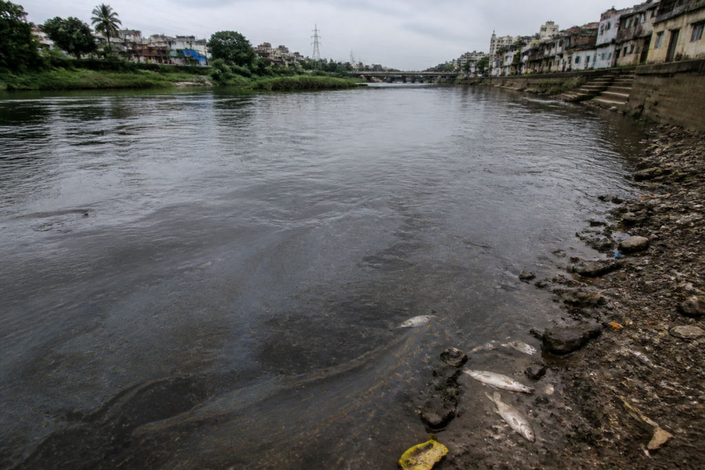 Indrayani River pollution near Alandi with dead fish and an oily water surface