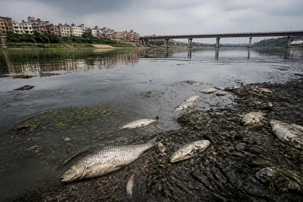 Dead fish along the Yamuna riverbank near Burari after reported Yamuna fish deaths
