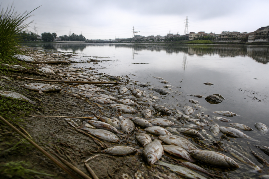 Dead fish along the Yamuna near Burari amid concerns over Yamuna fish deaths and river pollution.