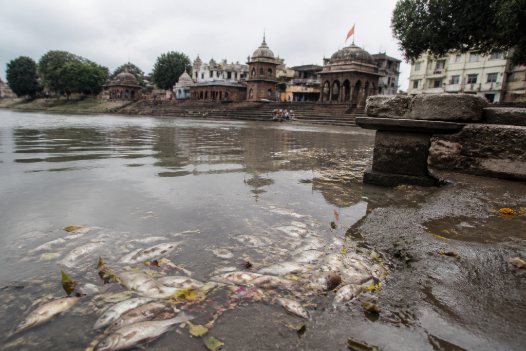 Dead fish floating in the polluted Indrayani River near Alandi