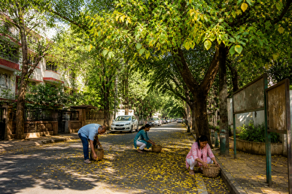 Pune tree cutting fine warning as residents collect apta leaves for Dussehra