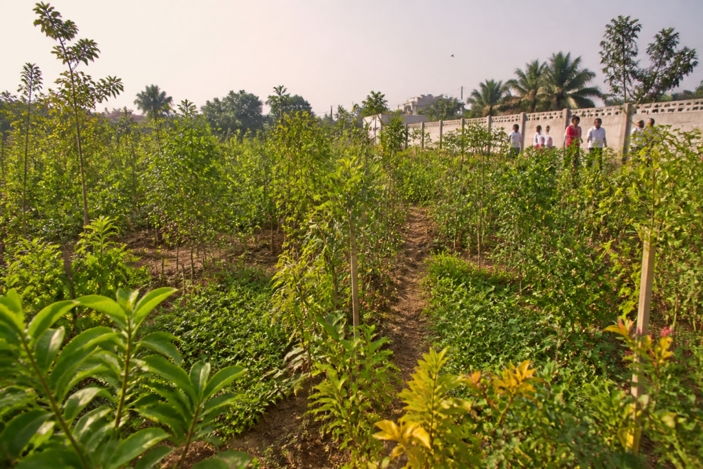 Namakkal Miyawaki forests with dense saplings planted in four ecological layers