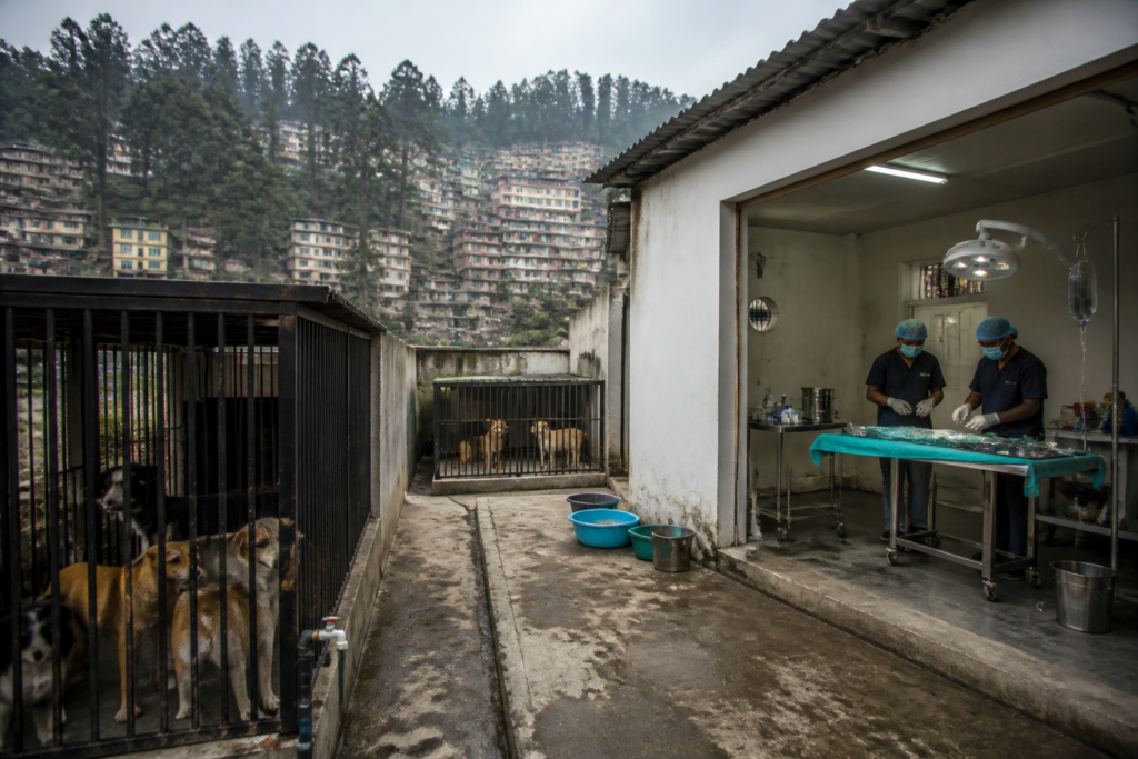 Himachal stray dog sterilisation centre with veterinary staff and sheltered dogs in Shimla