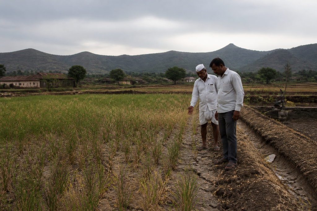 Mulshi drought relief concerns as farmers inspect a dry paddy field in Pune district