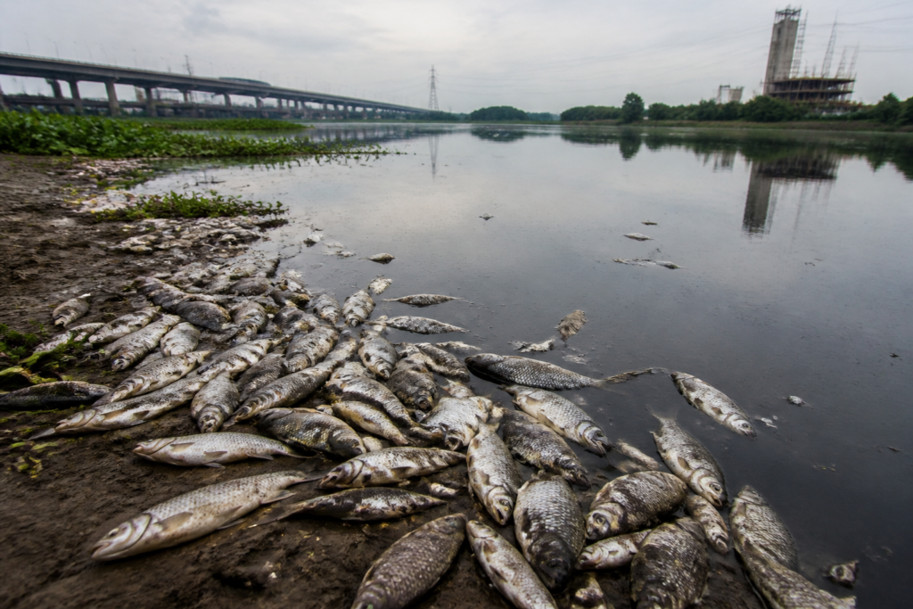Yamuna fish deaths near Burari with dead fish along the riverbank in Delhi