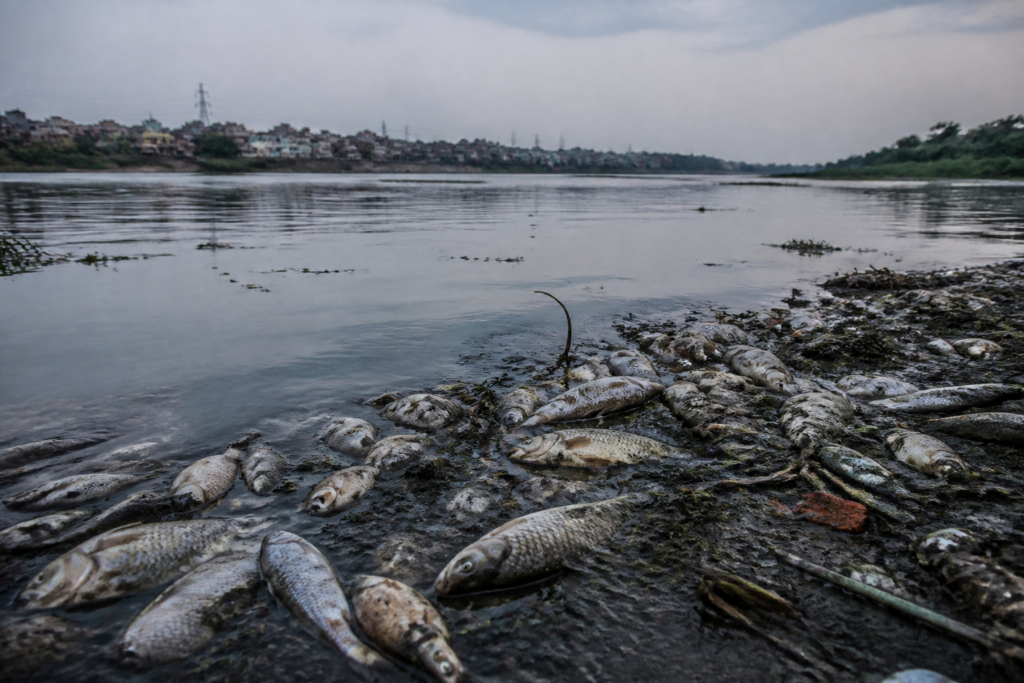 Yamuna fish deaths along the riverbank in Burari, Delhi