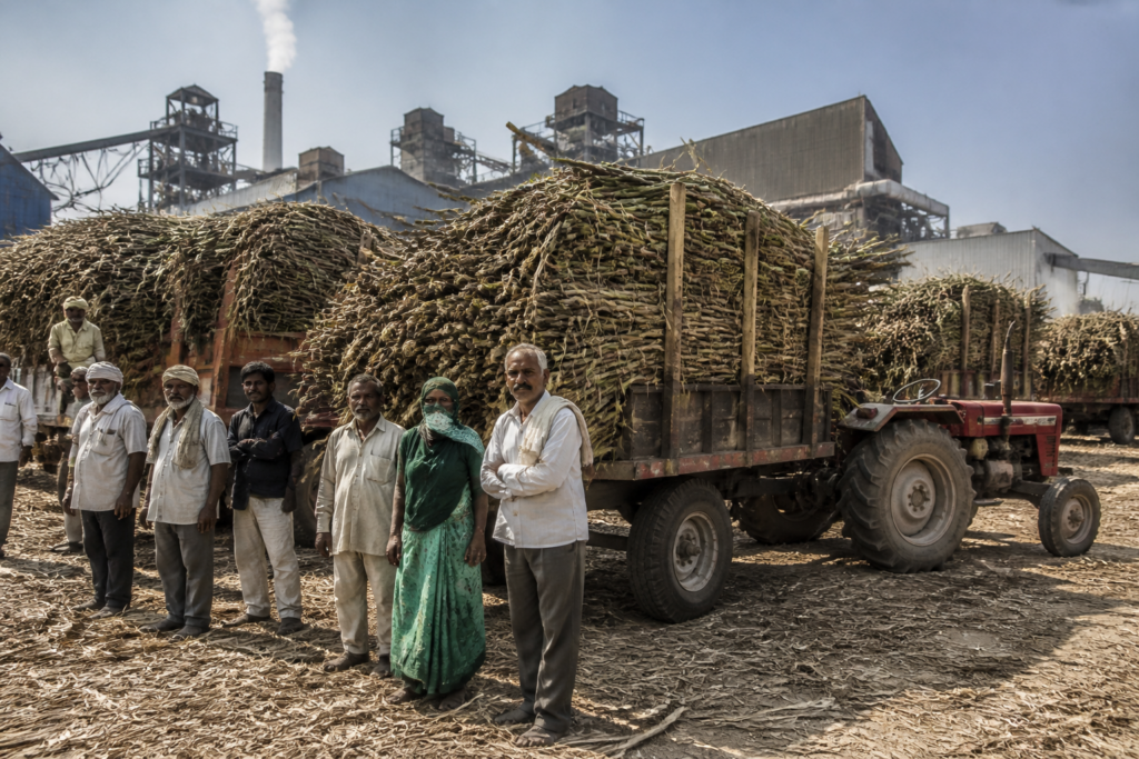 Maharashtra sugar crushing season at a cooperative mill with harvested sugarcane and cane workers