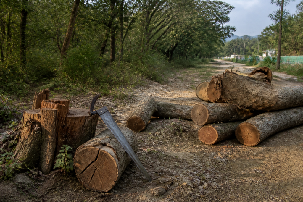 Panchkula khair tree felling site in a forest area near Pinjore
