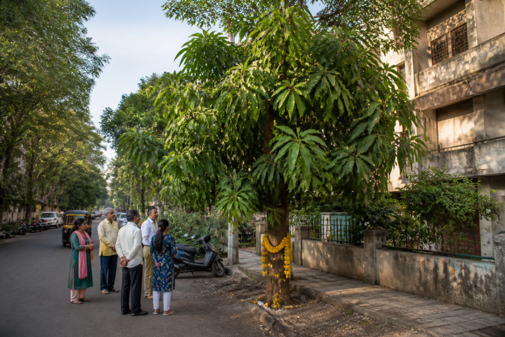 Pune tree cutting fine warning ahead of Dussehra, with an Apta tree and green branches