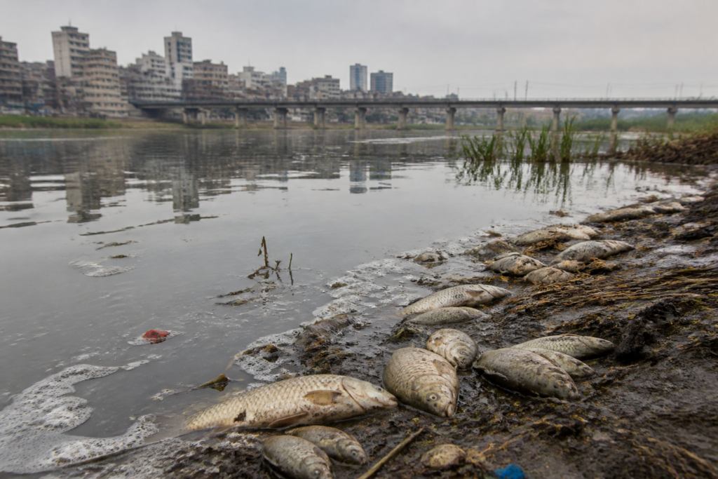 Dead fish along the Yamuna riverbank in Burari amid concerns over Yamuna fish deaths