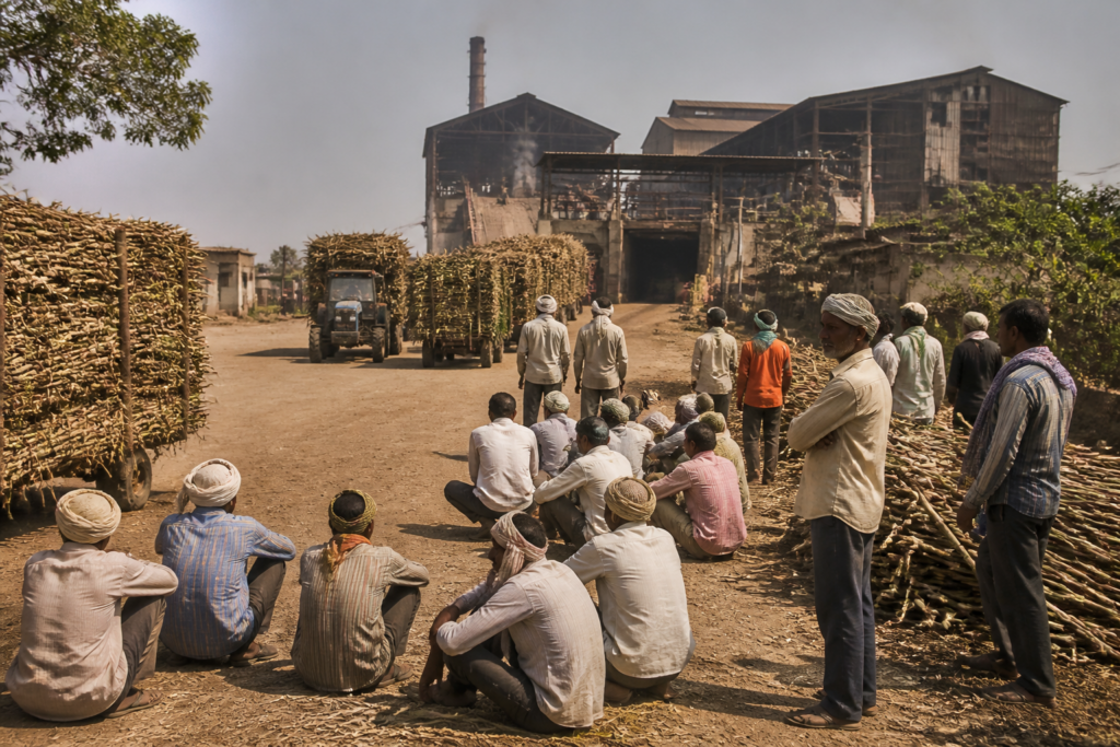 Sugar cane crushing season at a cooperative sugar mill in Maharashtra
