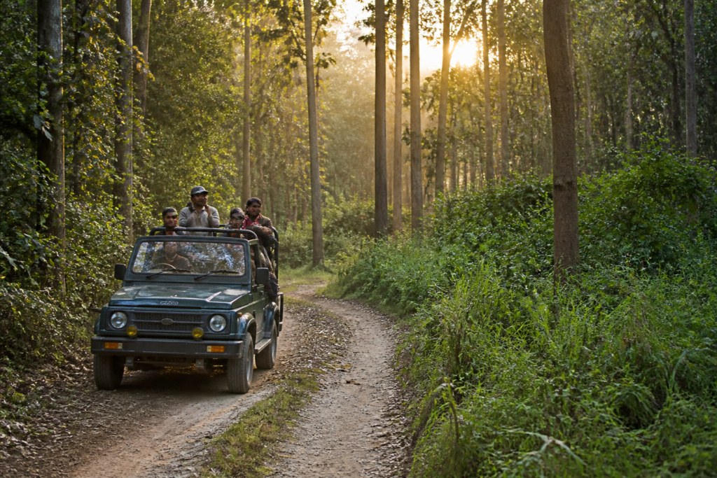 UP tiger reserves reopening with a safari vehicle near a forested protected area