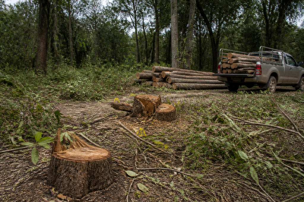 Panchkula khair tree felling case involving seized timber logs from a forest area