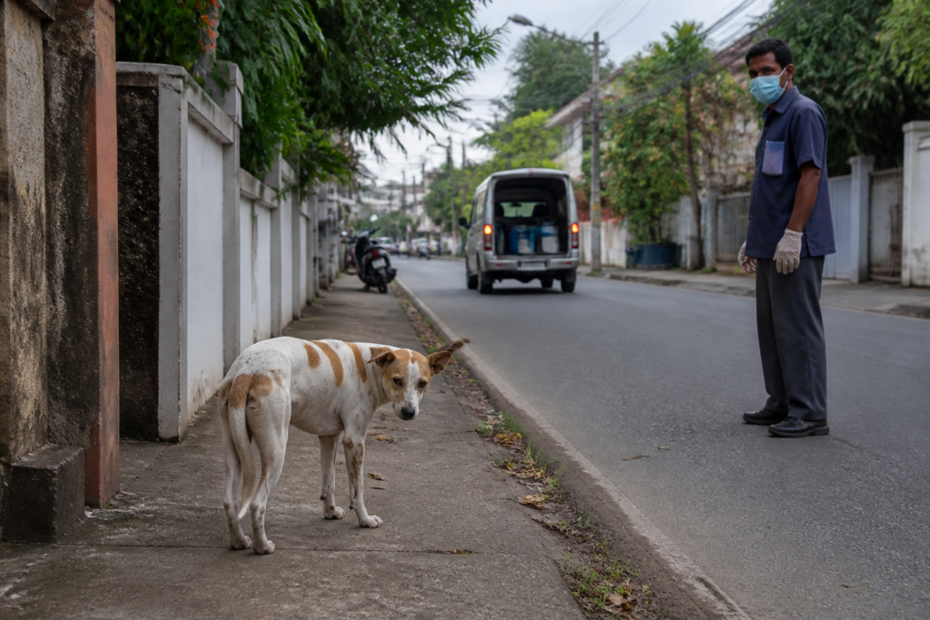 Ernakulam street dog control plan with a street dog near a Kerala residential neighbourhood