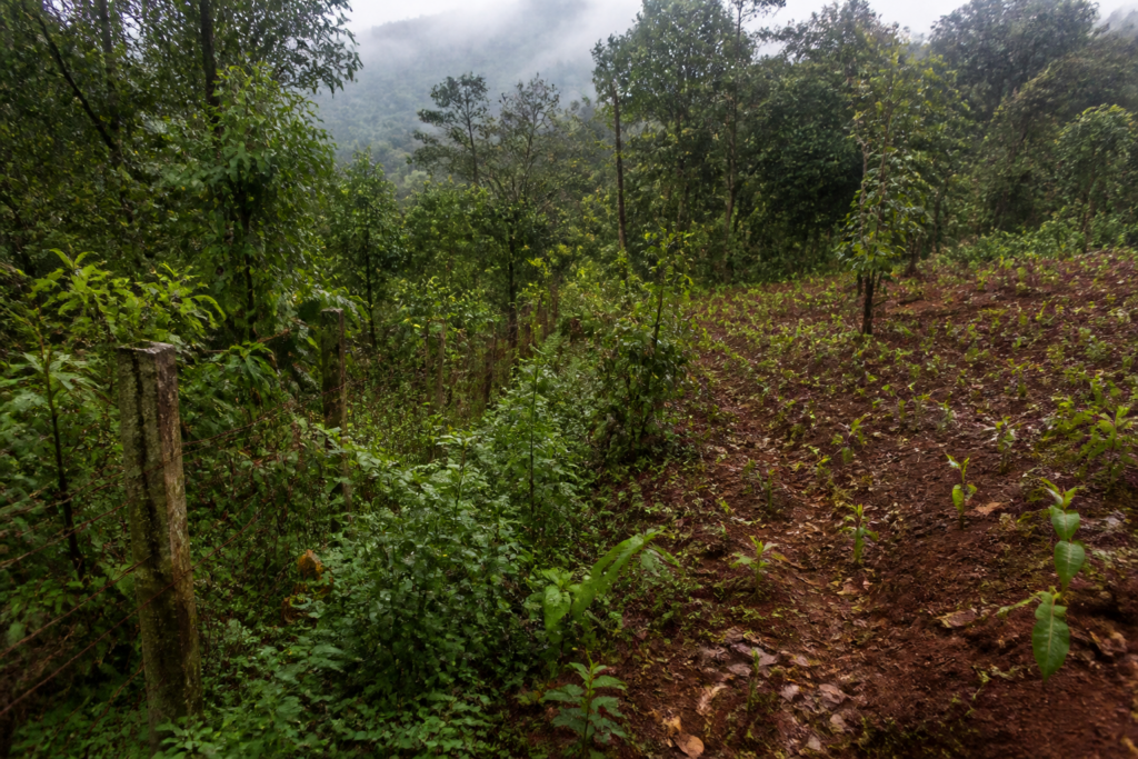 Karnataka afforestation site with native forest growth, fencing and plantation work in a Malnad landscape