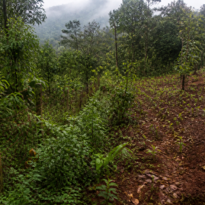 Karnataka afforestation site with native forest growth, fencing and plantation work in a Malnad landscape