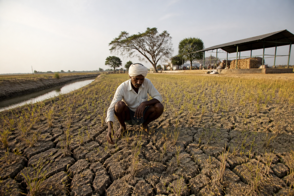 Karnataka rice prices rise as dry farmland and paddy stocks come under pressure