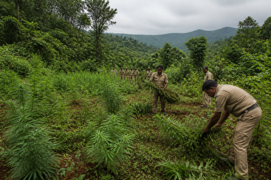 Police-cleared forest land linked to illegal ganja cultivation in Kandhamal, Odisha