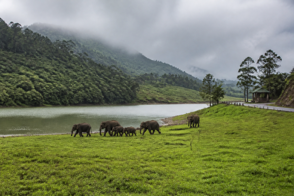 Mattupetty grasslands tourism area near Munnar, with open habitat beside the reservoir