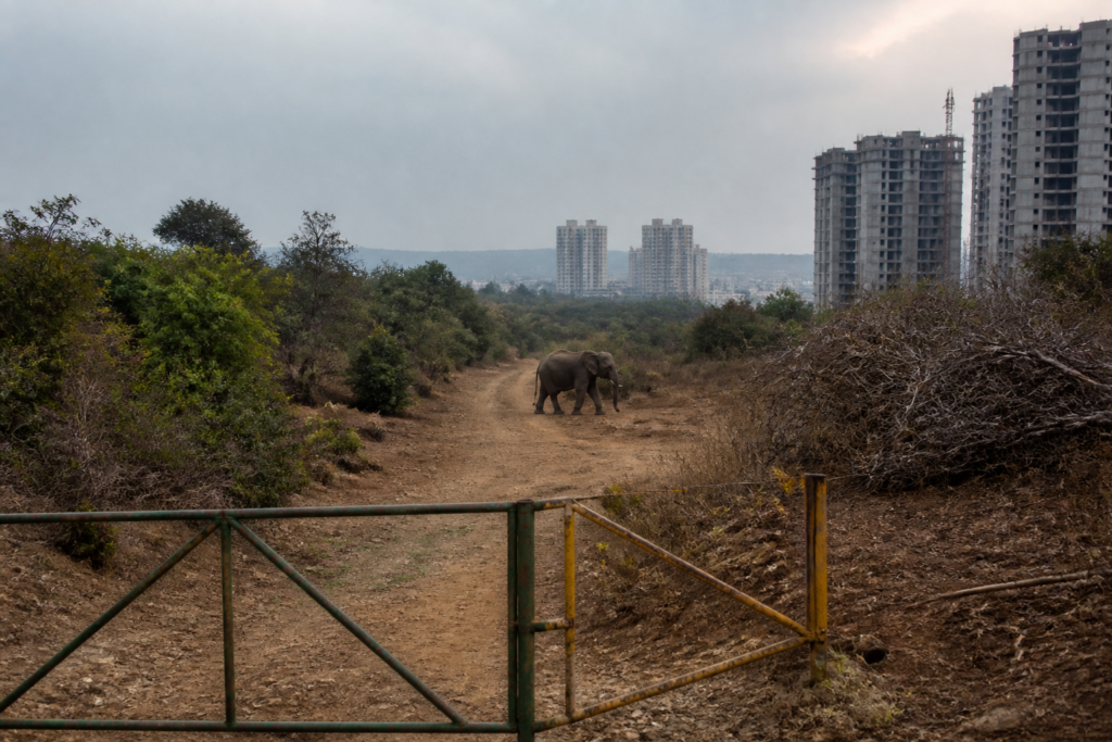 Bengaluru elephant corridor near Roerich Estate threatened by urban development