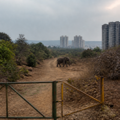 Bengaluru elephant corridor near Roerich Estate threatened by urban development