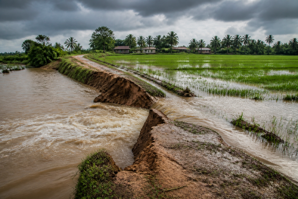 Karnataka rains flood farmland after a canal breach near Mandya