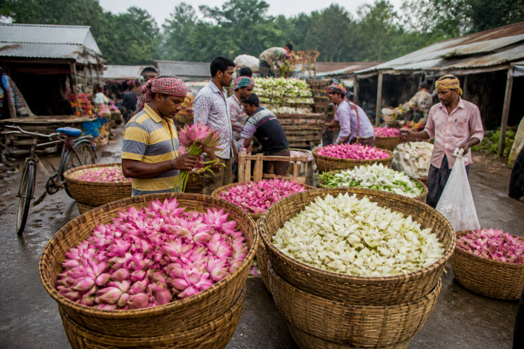 Bengal lotus harvest being sorted for Durga Puja flower markets