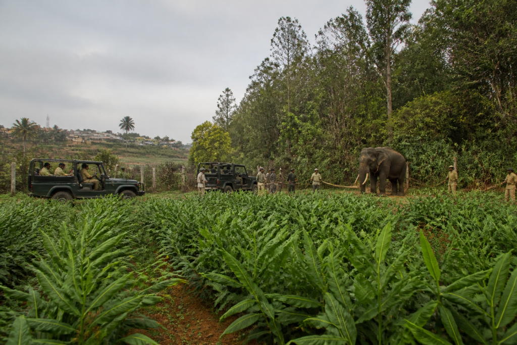 Forest officials capture a rogue elephant near Nanjangud after a farmer’s death.