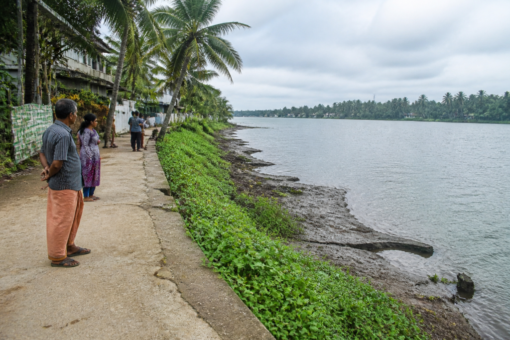 Overgrown Aroor waterfront beside homes near the Kaithappuzha backwater