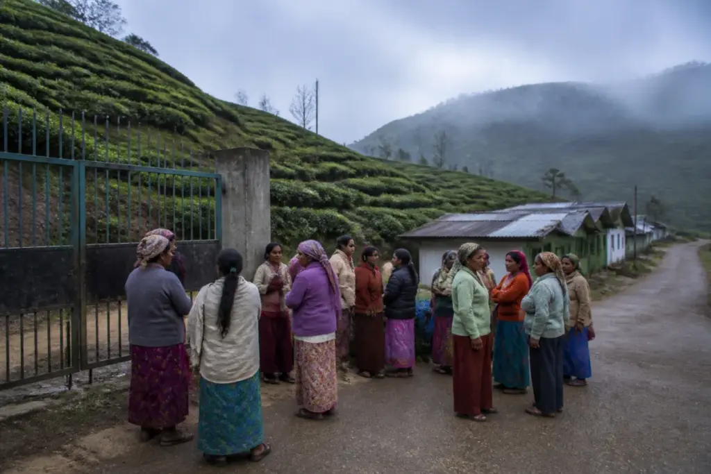 Darjeeling tea garden workers near the closed Singtom Tea Garden
