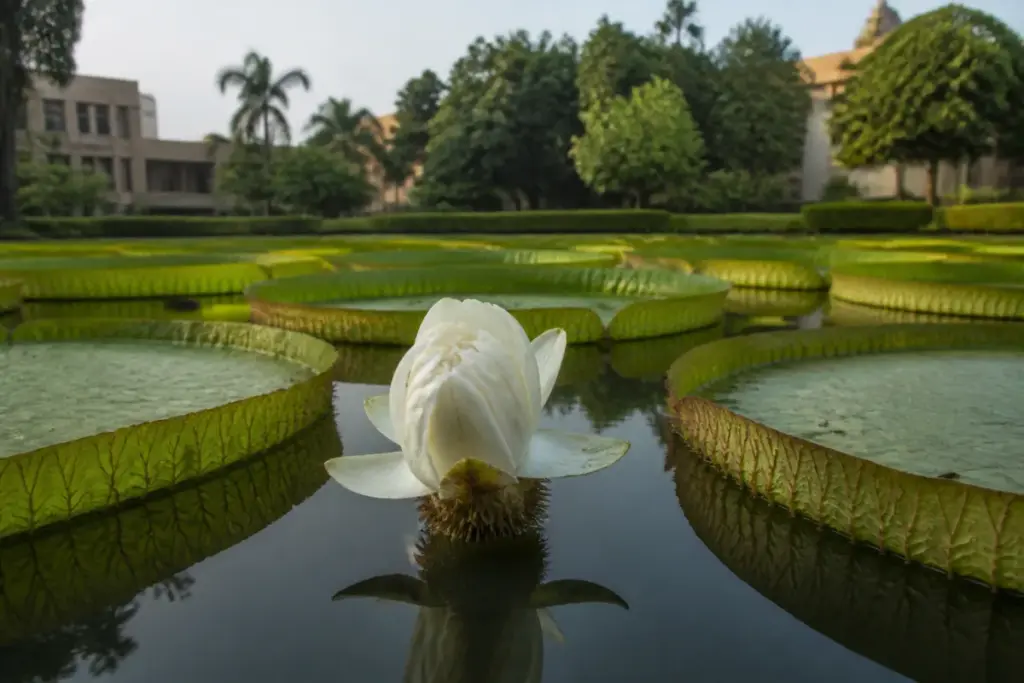 Giant water lily blooming in a water body at Lok Seva Bhawan in Bhubaneswar