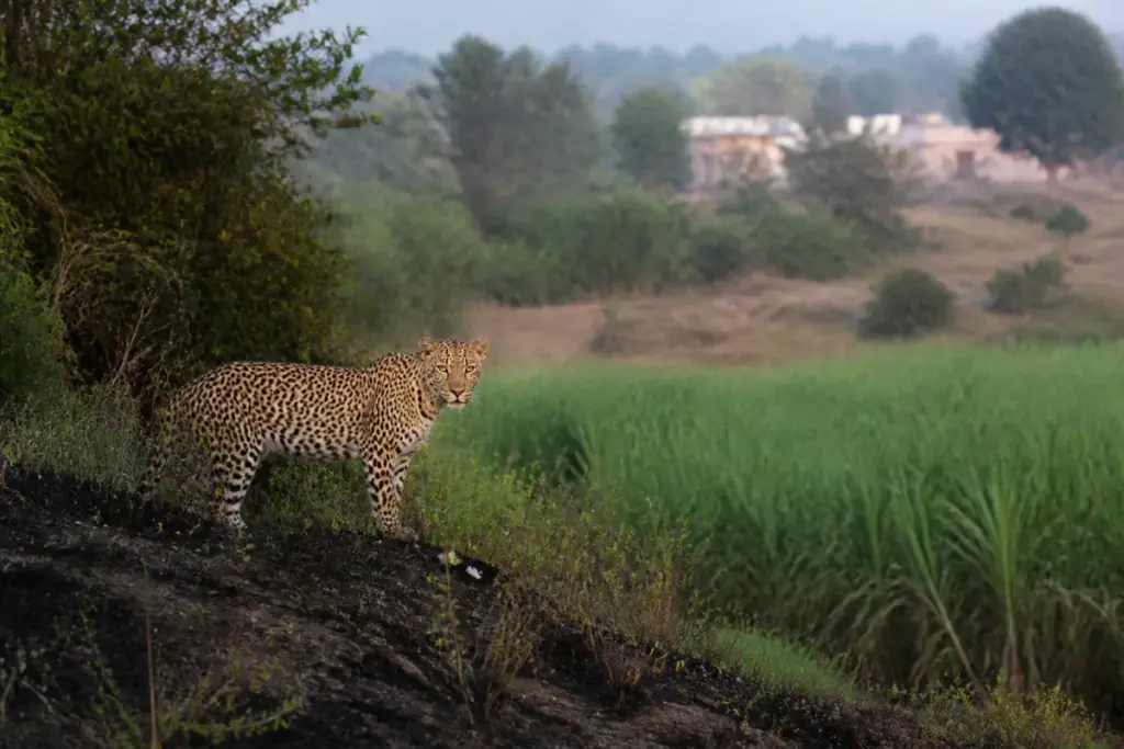Junnar leopard sterilisation project involving a leopard in a Maharashtra forest