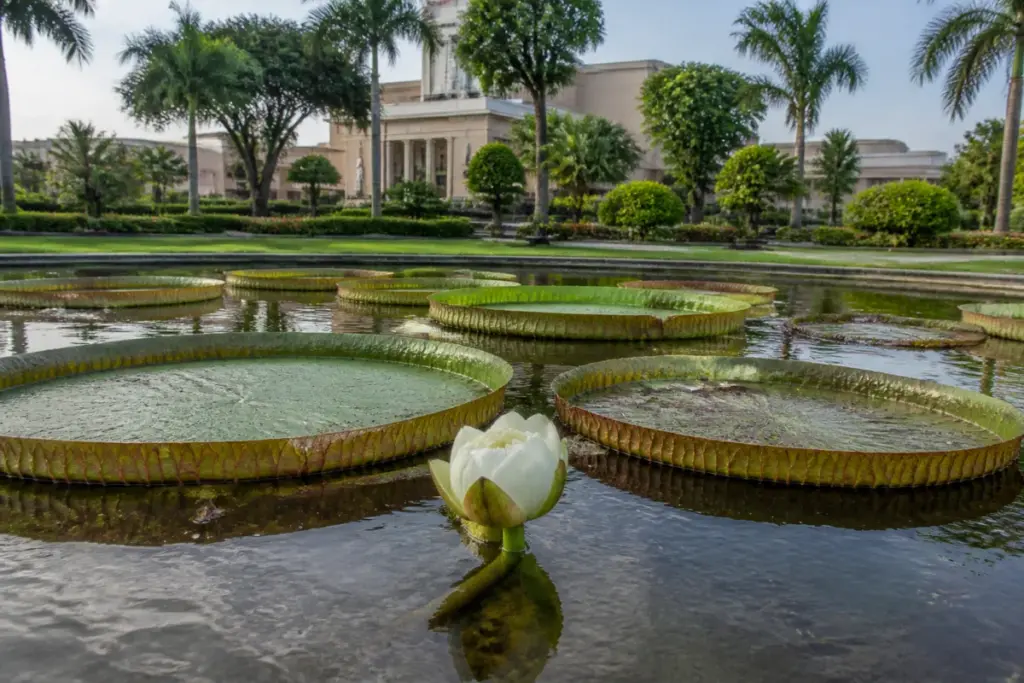Giant water lily blooming in a water body at Lok Seva Bhawan in Bhubaneswar