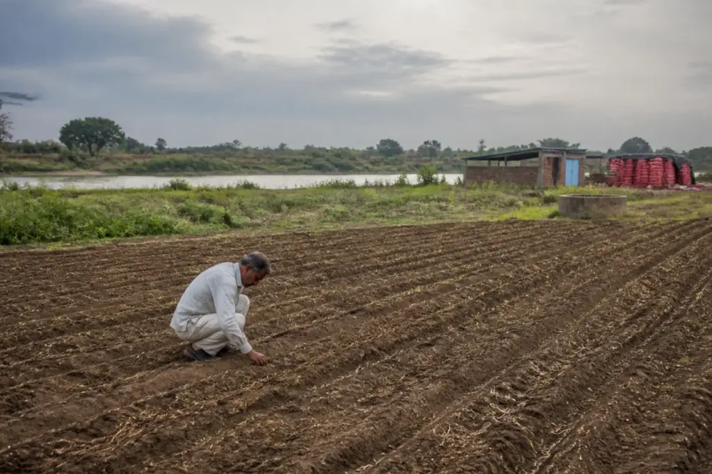 Takali Haji onion farming fields affected by water scarcity in Pune district