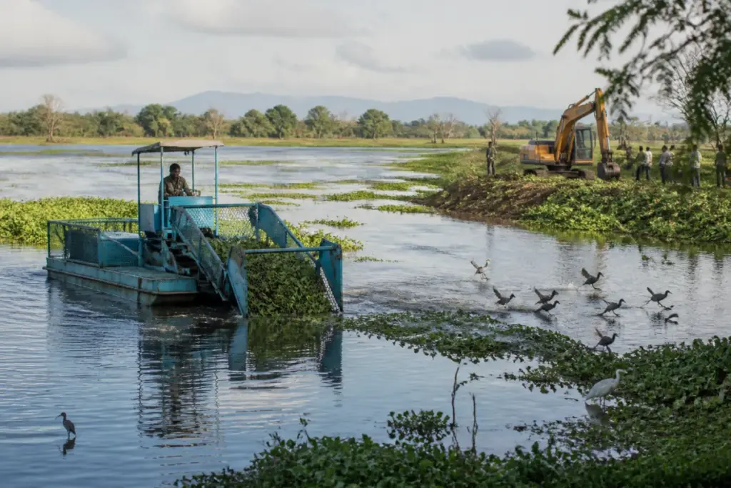 Nanjarayan Bird Sanctuary lake after water hyacinth removal in Tirupur
