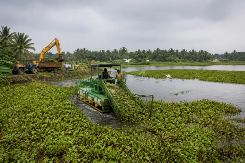Water hyacinth removal underway at Nanjarayan Bird Sanctuary lake in Tirupur