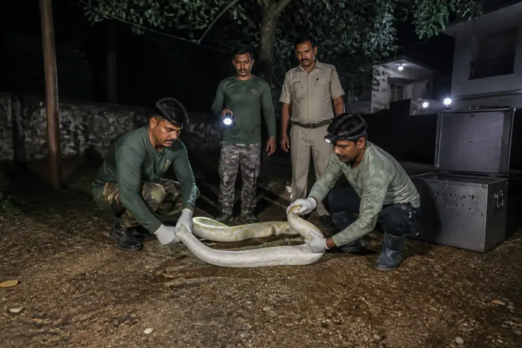 Rescued white Burmese python linked to the Chhatarpur exotic pet inquiry