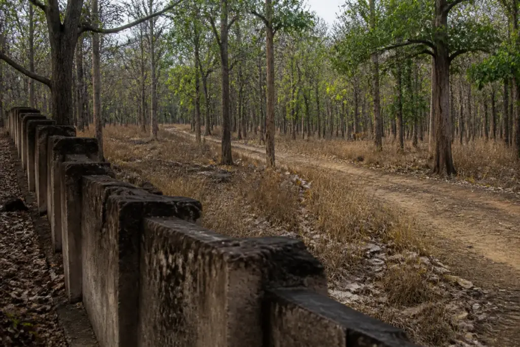 Pench Tiger Reserve forest landscape where a tiger attack killed a man in Chhindwara