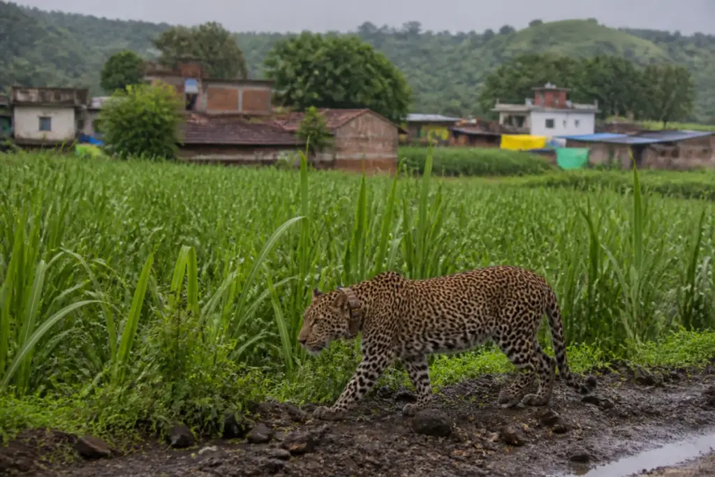 Leopard immunocontraception trial landscape near sugar cane fields in Junnar