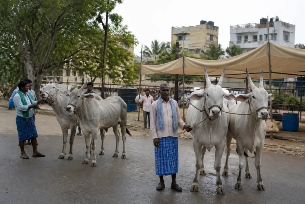 Hallikar oxen at a Mysuru cattle exhibition where farmers protested over inadequate facilities