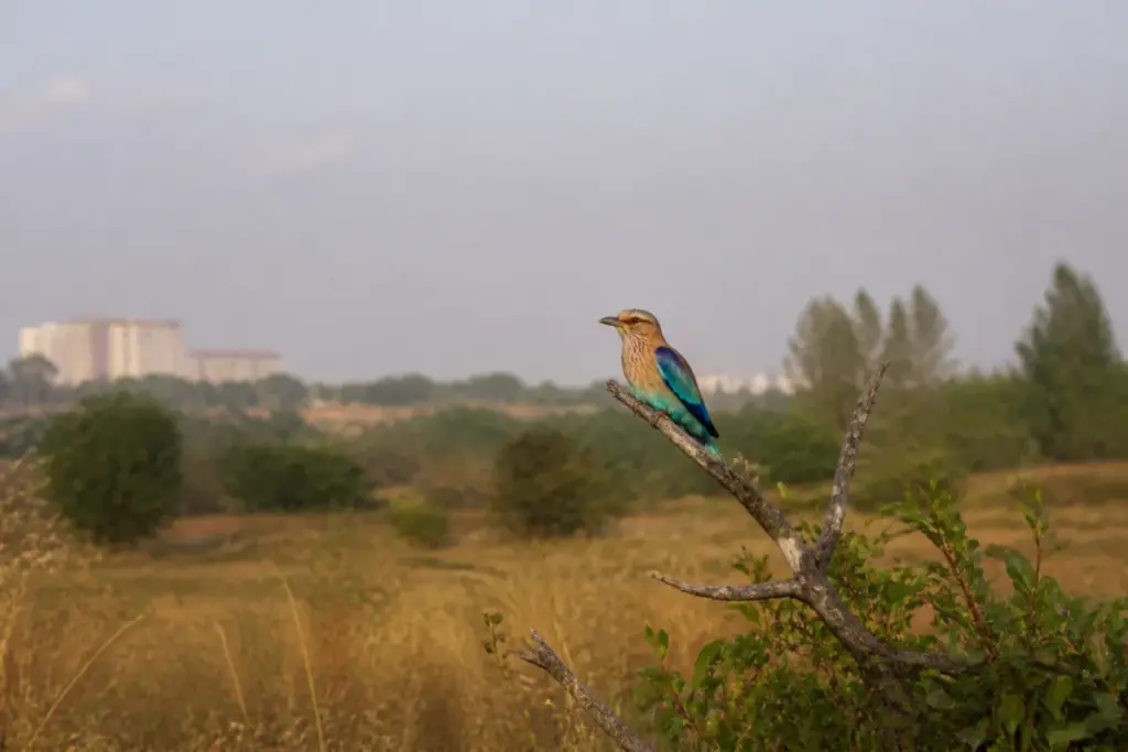 Palapitta, Telangana’s state bird, perched in a natural habitat amid concerns over illegal capture.