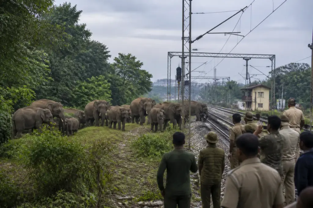 Rourkela train services disrupted by wild elephants near railway tracks