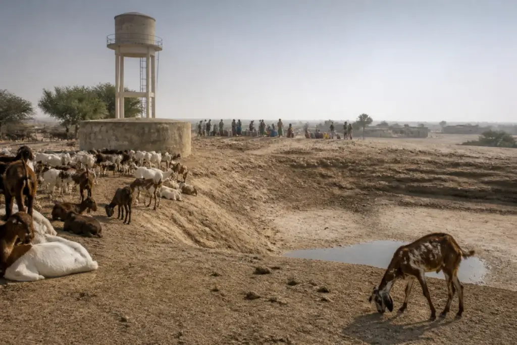Rajasthan drought conditions near Jaisalmer with dry land and livestock beside a rural water source